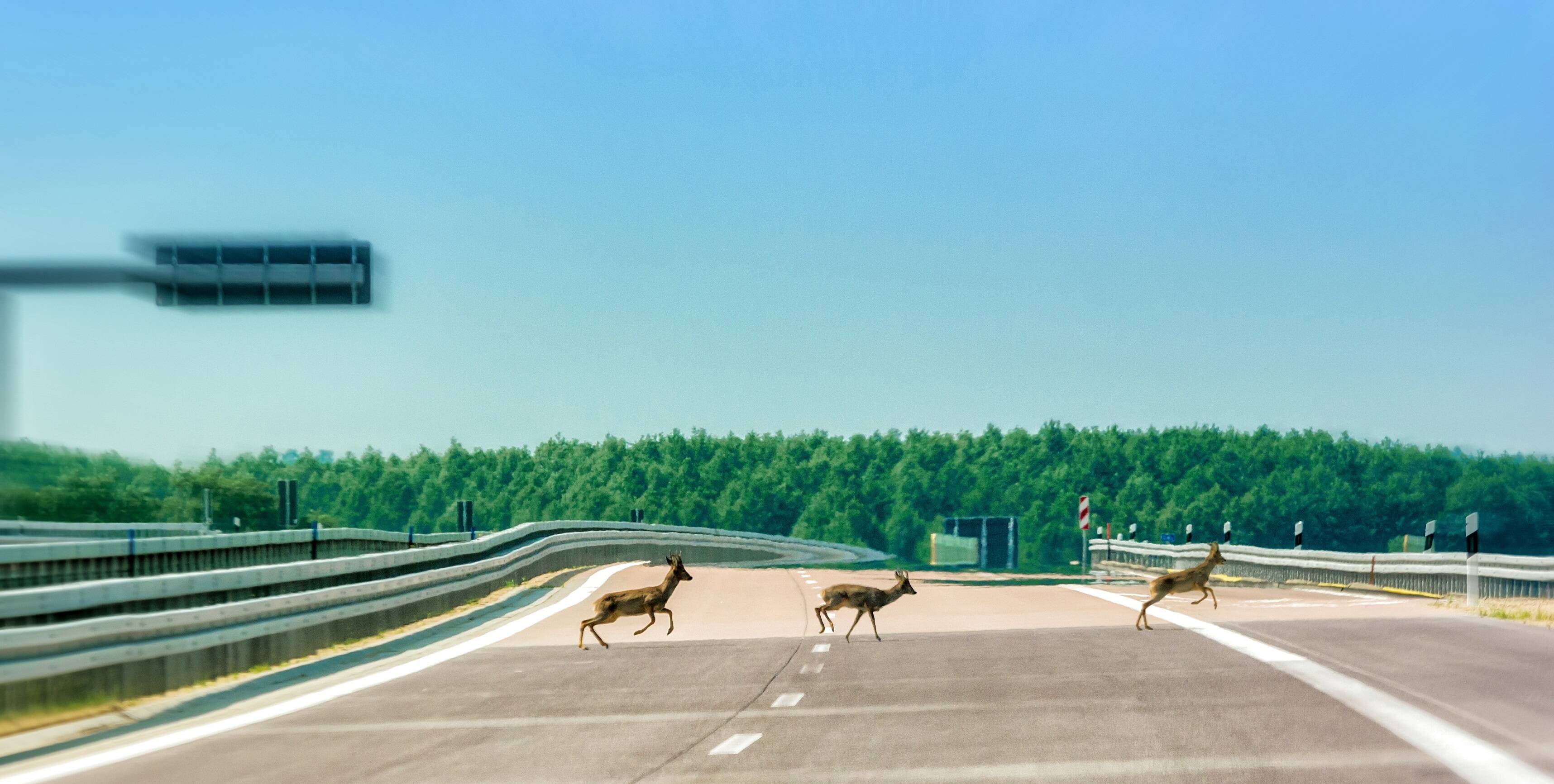 Accidente de circulación. Colisión contra especie cinegética