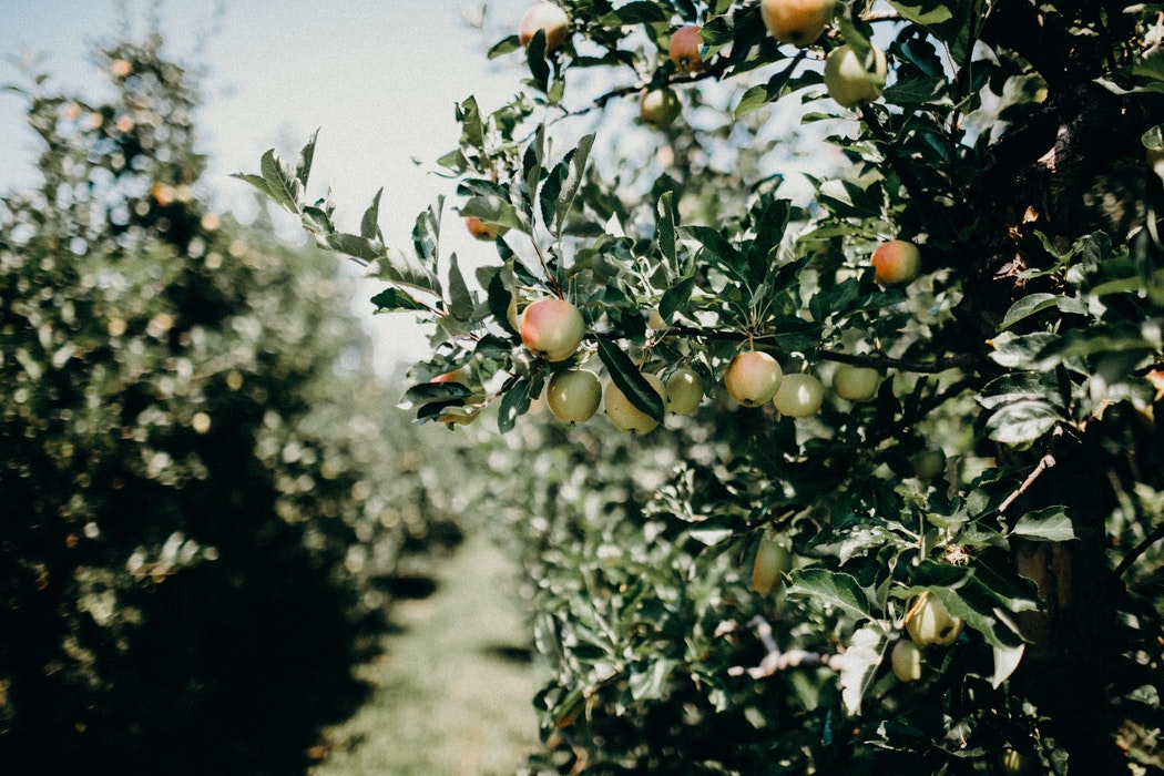 Módulos 2020 para agricultores y ganaderos