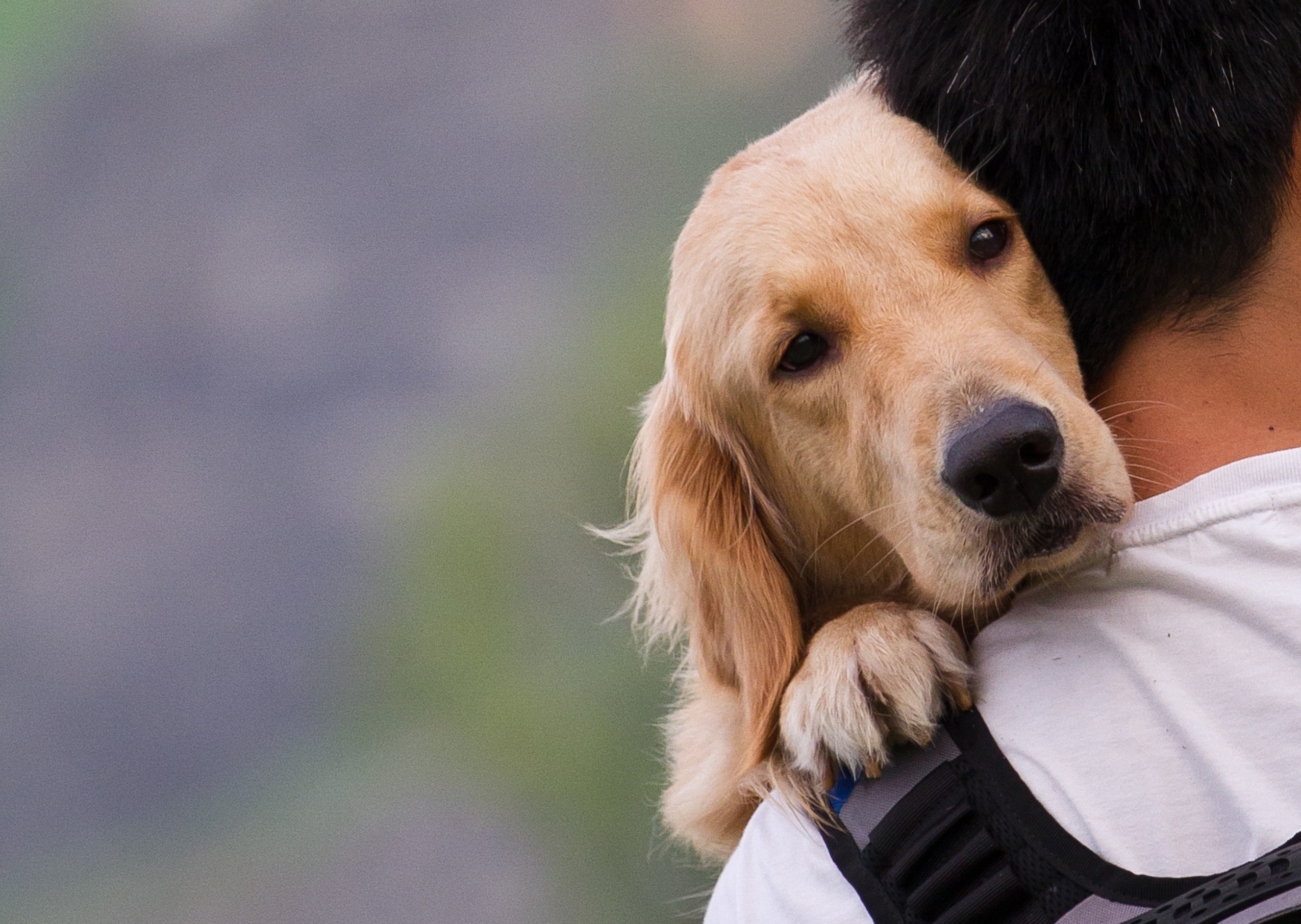 Régimen jurídico de los animales