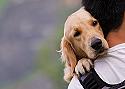 Se adjudica la tenencia de un perro a su cuidadora -no propietaria- por razones de bienestar del animal