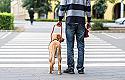 Eximida la aseguradora de los propietarios de un perro-guía de los daños sufridos por su educadora canina mientras lo paseaba 